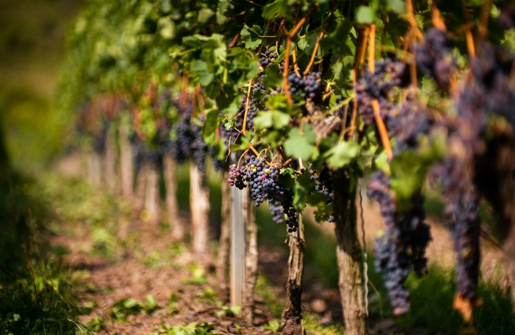 les différentes variétés de vigne et leur impact sur le vin