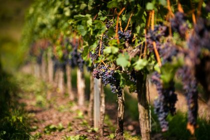 les différentes variétés de vigne et leur impact sur le vin