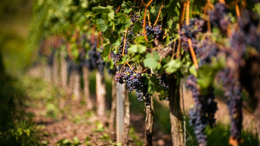 les différentes variétés de vigne et leur impact sur le vin