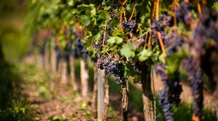 les différentes variétés de vigne et leur impact sur le vin