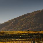 la route des vins d'Alsace : un parcours oenotouristique incontournable