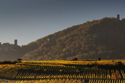 la route des vins d'Alsace : un parcours oenotouristique incontournable