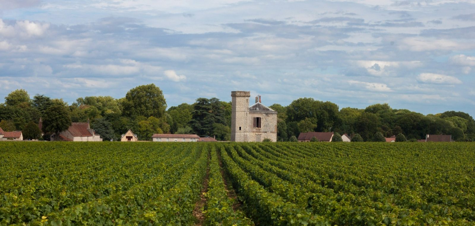les crus de Bourgogne : un voyage au cœur de la région