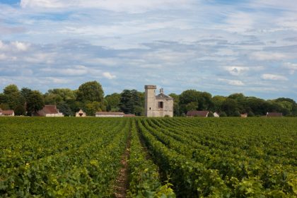 les crus de Bourgogne : un voyage au cœur de la région