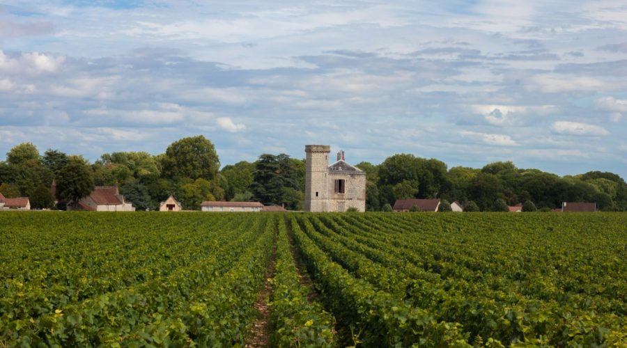 les crus de Bourgogne : un voyage au cœur de la région